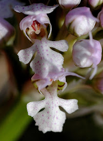 Orchis.conica.TRN.20080328.CO.Priego.S.Judios-57.JPG