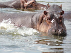 Manyara Nationalpark