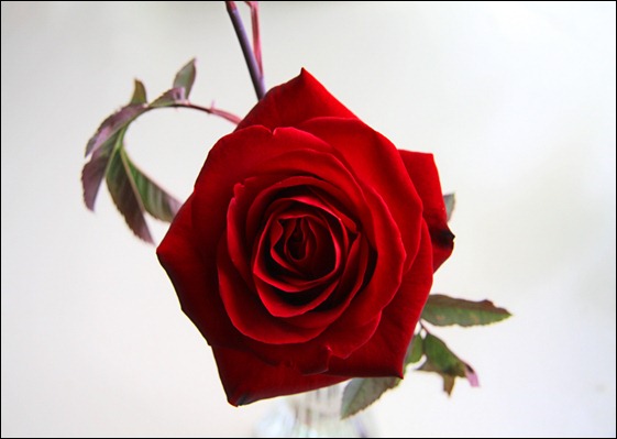 Olympiad Rose Olympiad Rose