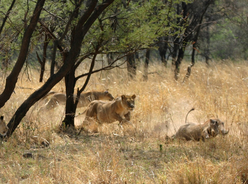 site rencontre marocain lyon