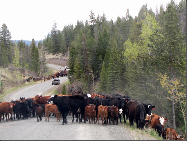 a for real cattle drive heading to Tunkwa