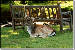 Bradgate Park D50  15-09-2012 09-21-39