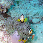 Clark's anemonefish