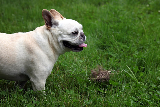 Francesca, I think this nest must have fallen out of the tree accidentally, while it was being built!  Some poor bird couple is now suddenly homeless!