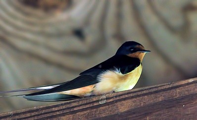 barn swallow 2