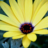 Daisy.JPG