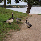 Auf der Insel Djurgården. Stockholm - 1 Tag 118.jpg