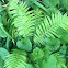 Aspelenium Ladyfern