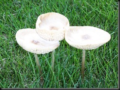 Mushroom Cups 5