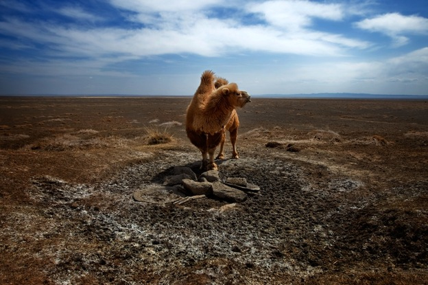 A camel stands at a dried-up sacred well near the house of herder Khishigdelger Adiya, in Mongolia's South Gobi. There's white salt where water used to flow. Camel and goat herders worry that new mega-mines, like the nearby the rapidly expanding Oyu Tolgoi mine, will siphon off precious water in an area that's already suffering from the effects of climate change. John W. Poole / NPR