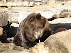 denver_zoo