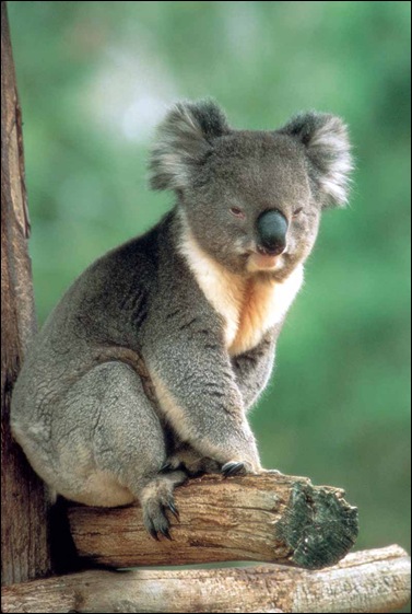 koala