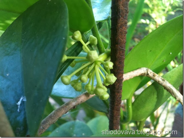 Hoya carnosa