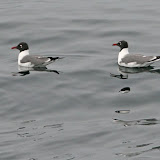 Laughing gulls