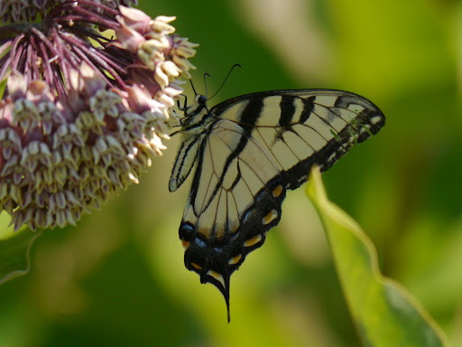 P1080110