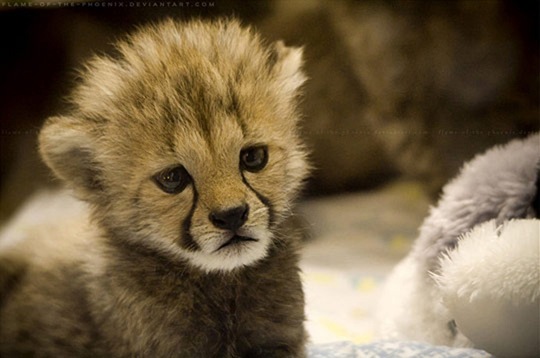 [animals-worried-face-2%255B2%255D.jpg]