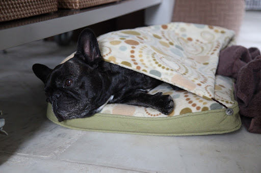 Go outside?  Now?  But I'm so cozy...