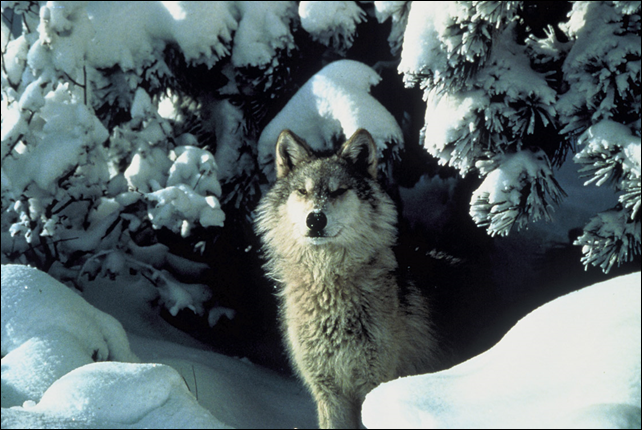 A Michigan gray wolf. The gray wolf population has dropped steadily in recent years at Isle Royale, a rocky, heavily wooded archipelago in Lake Superior that is among the least visited national parks because of its remote location. Eight wolves remained when the last count was taken in winter 2012, the lowest since the 1950s. Photo: Tracy Brooks / Mission Wolf / USFWS