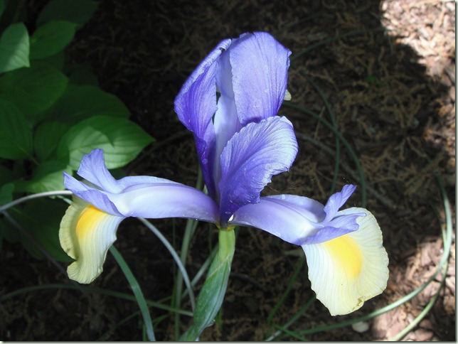 Blue and Yellow Iris