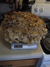 hen of the woods on scale