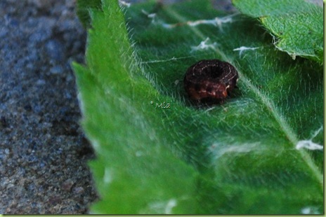 DSC_0047 DSC_0047