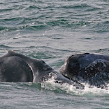 Northern right whales