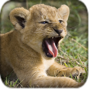 Lion Wallpaper.apk 1.0.1
