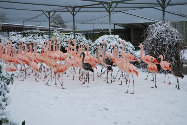 [Flamingos%2520in%2520the%2520Snow%255B5%255D.jpg]