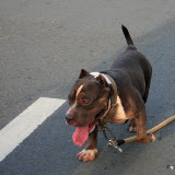 Pet Express Doggie Run 2012 Philippines. Jpg (227).JPG