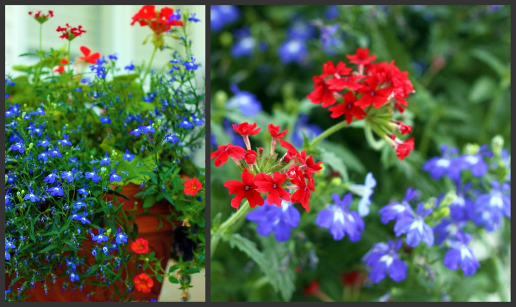 [front%2520flowers%2520collage%25201%255B3%255D.jpg]
