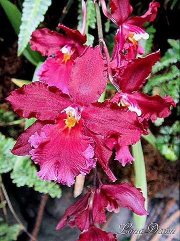 [FPC_Orchid_Red%255B7%255D.jpg]