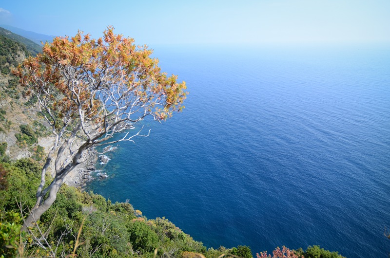 Vernazza walk2 Vernazza walk2