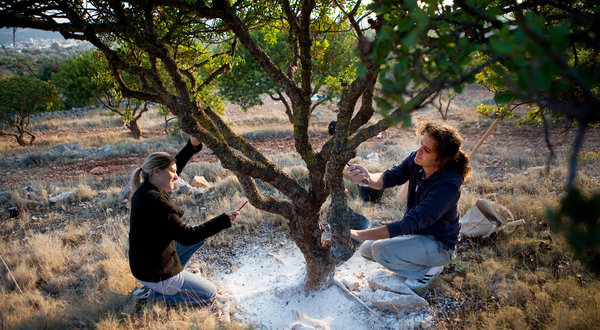Vassilis Ballas and his wife, Roula Boura, extracted the gum from a mastic tree on their 400-tree farm in Chios, Greece. Eirini Vourloumis for The New York Times