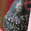 European Starling