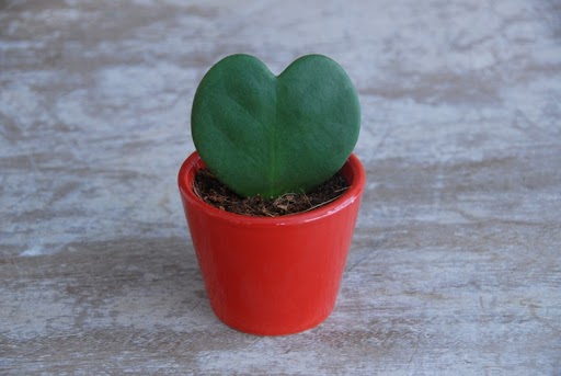 cactus-corazon-especial-san-valentin.jpg