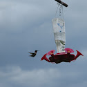Ruby Throated Hummingbird