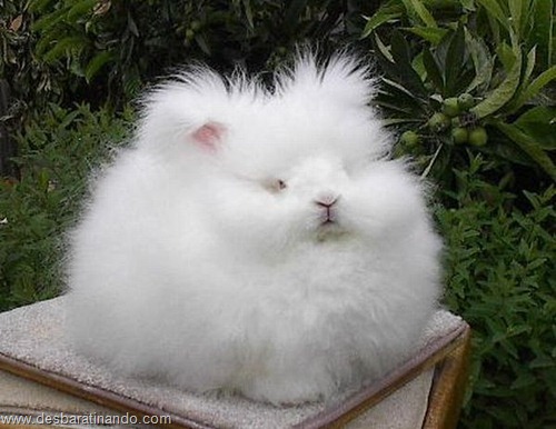 coelho angora peludo desbaratinando (16) coelho angora peludo desbaratinando (16)