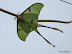 African moon moth
