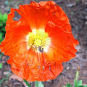 Poppy