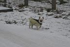 Hi, all!  I'm on my way to the toasty greenhouse on this cold and snowy day.