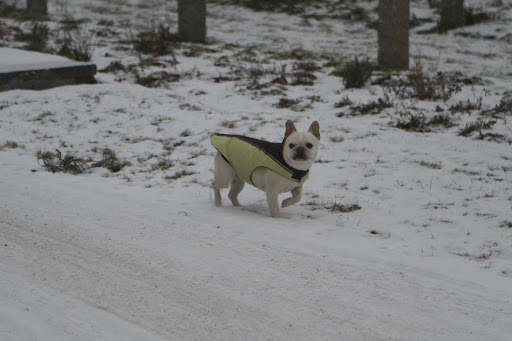 Hi, all!  I'm on my way to the toasty greenhouse on this cold and snowy day.