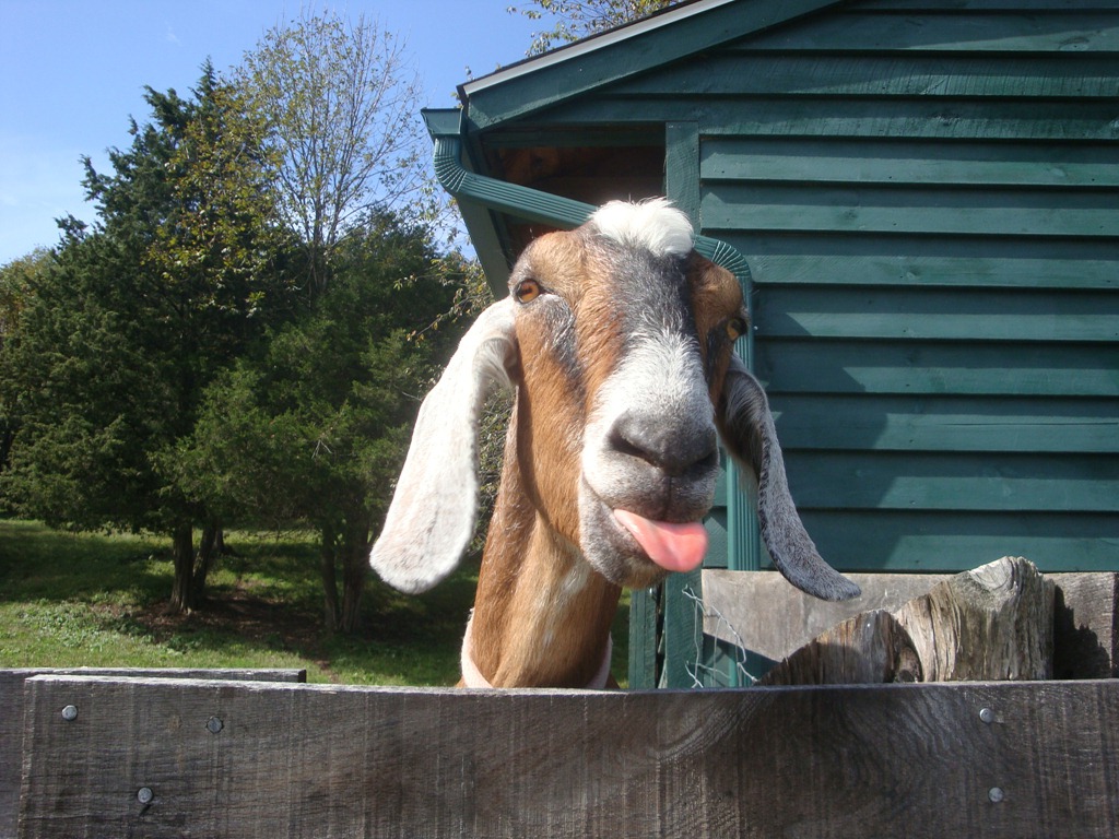 [happy_goat%2521-1%255B8%255D.jpg]