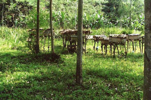 This bee apiary in Uganda consisted of hives standing on small tree branches. (Photo provided by Gene Foley)