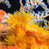 Orange Cup Coral - Photo (c) 104623964081378888743, some rights reserved (CC BY-NC-SA)