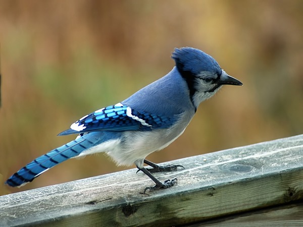 blue-jay-facts2 blue-jay-facts2
