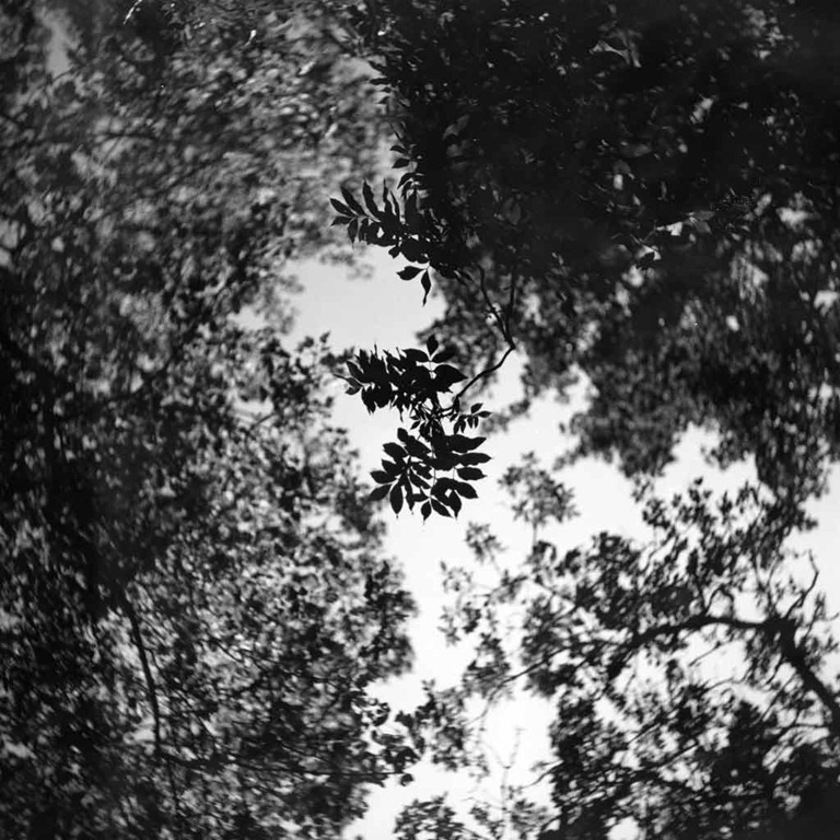 [The-Leaves-3%255B4%255D.jpg]