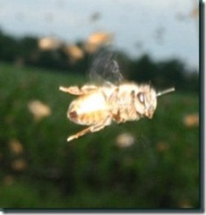 beeflying