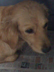 MELITA
Fue rescatada atropellada, ahora está recuperándose, es tímida pero muy buena, ya puede irse en adopción.