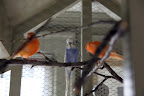 Wait a minute, what's that?  Hey, that's no canary!