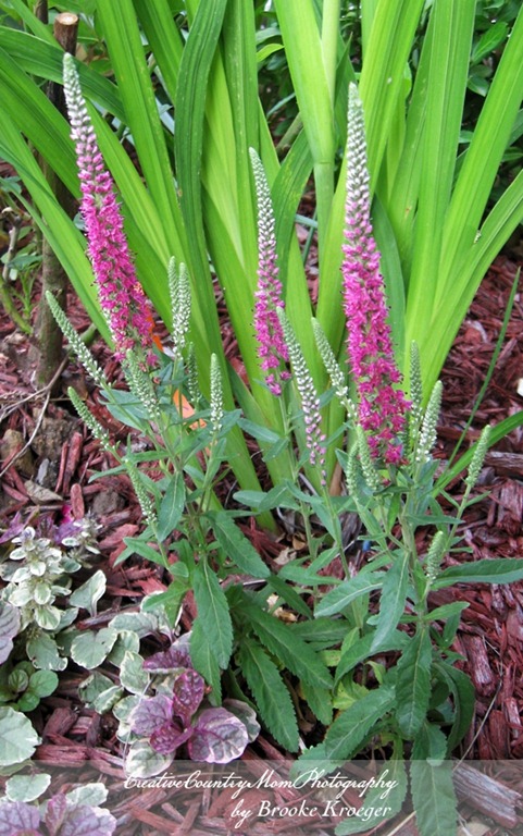 [IMG_4104%255B2%255D.jpg]